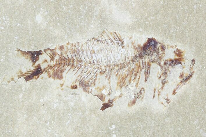 Bargain, Cretaceous Fossil Fish (Armigatus) - Lebanon #102561